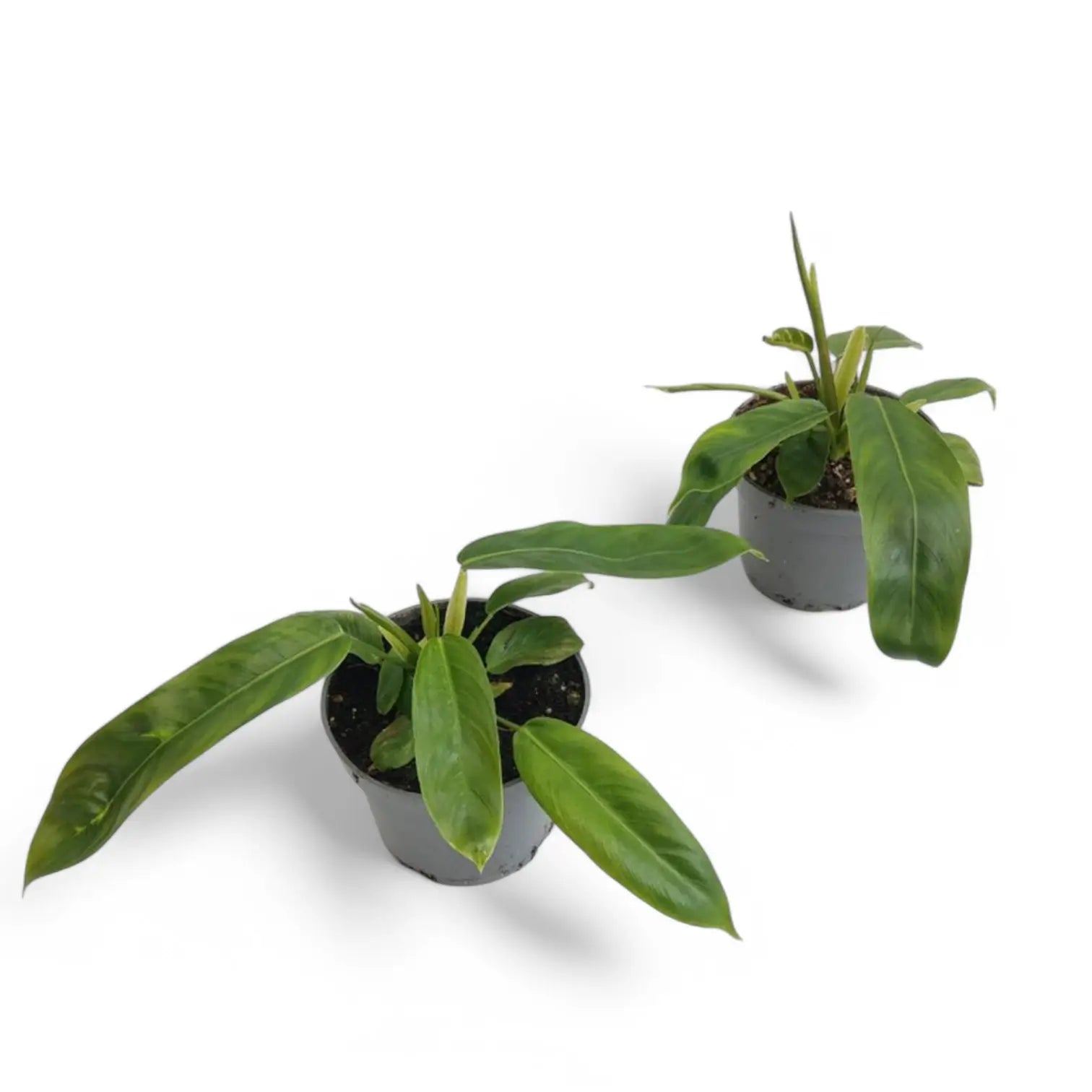 Philodendron patriciae potted plant in nursery pot on white background.