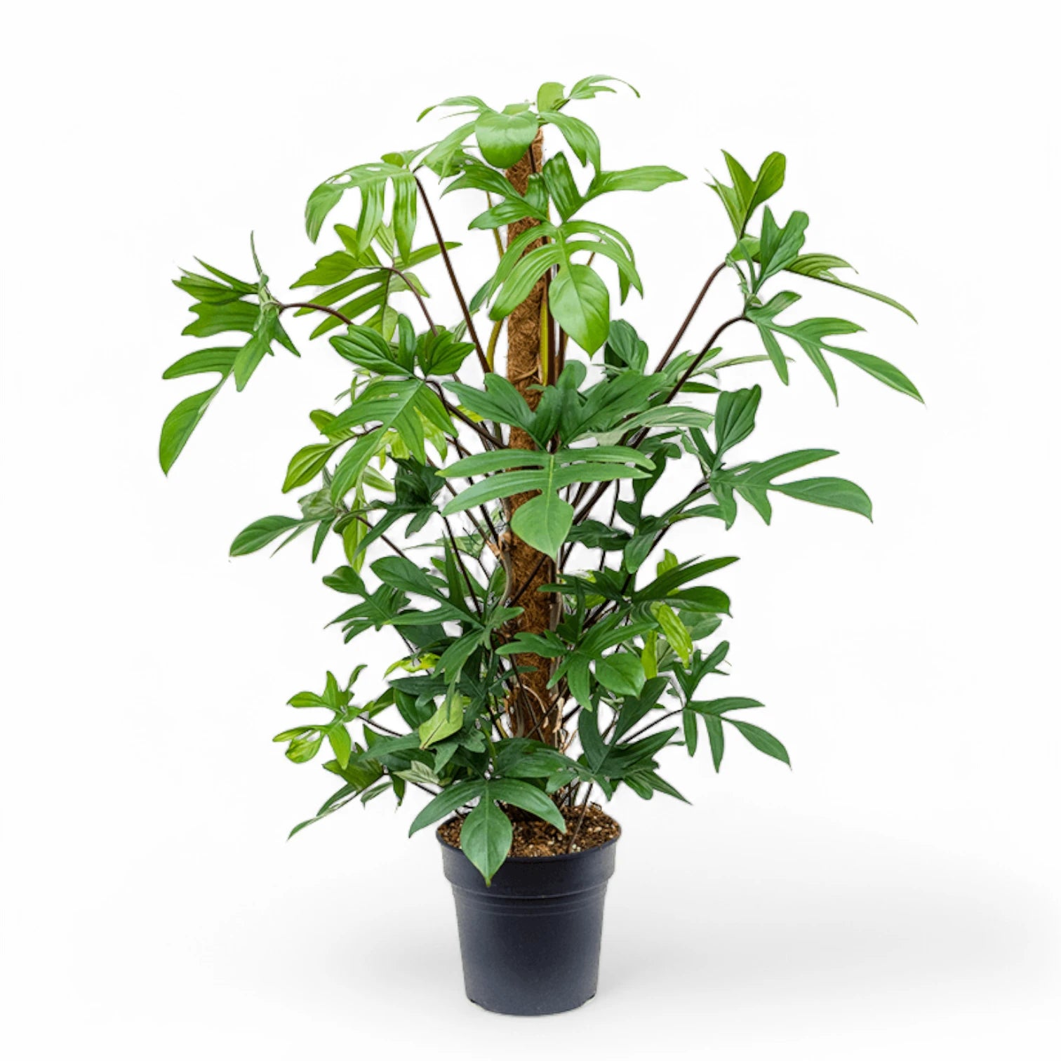 Philodendron pedatum potted plant in nursery pot on white background.