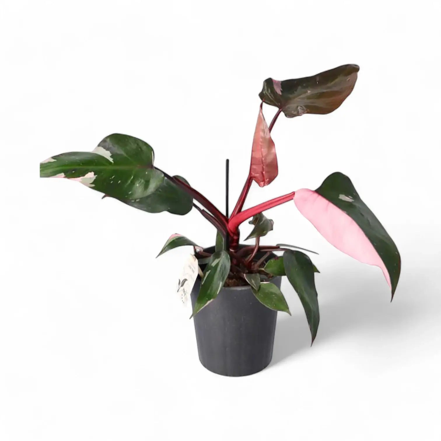 Philodendron 'Pink princess' potted plant in nursery pot on white background.