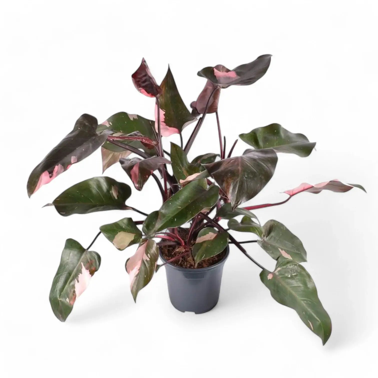 Philodendron 'Pink princess' potted plant in nursery pot on white background.