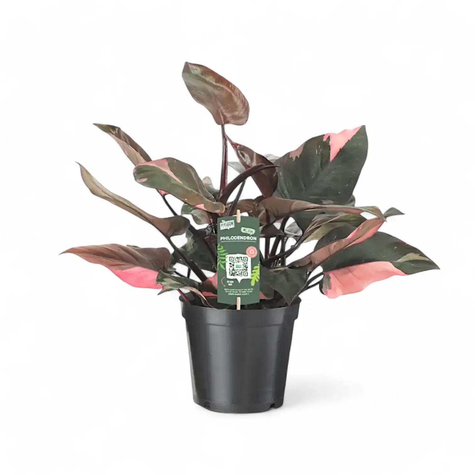 Philodendron 'Pink princess' potted plant in nursery pot on white background.