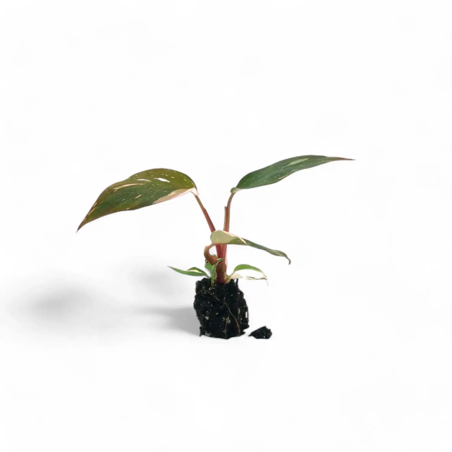 Philodendron 'Pink princess' potted plant in nursery pot on white background.