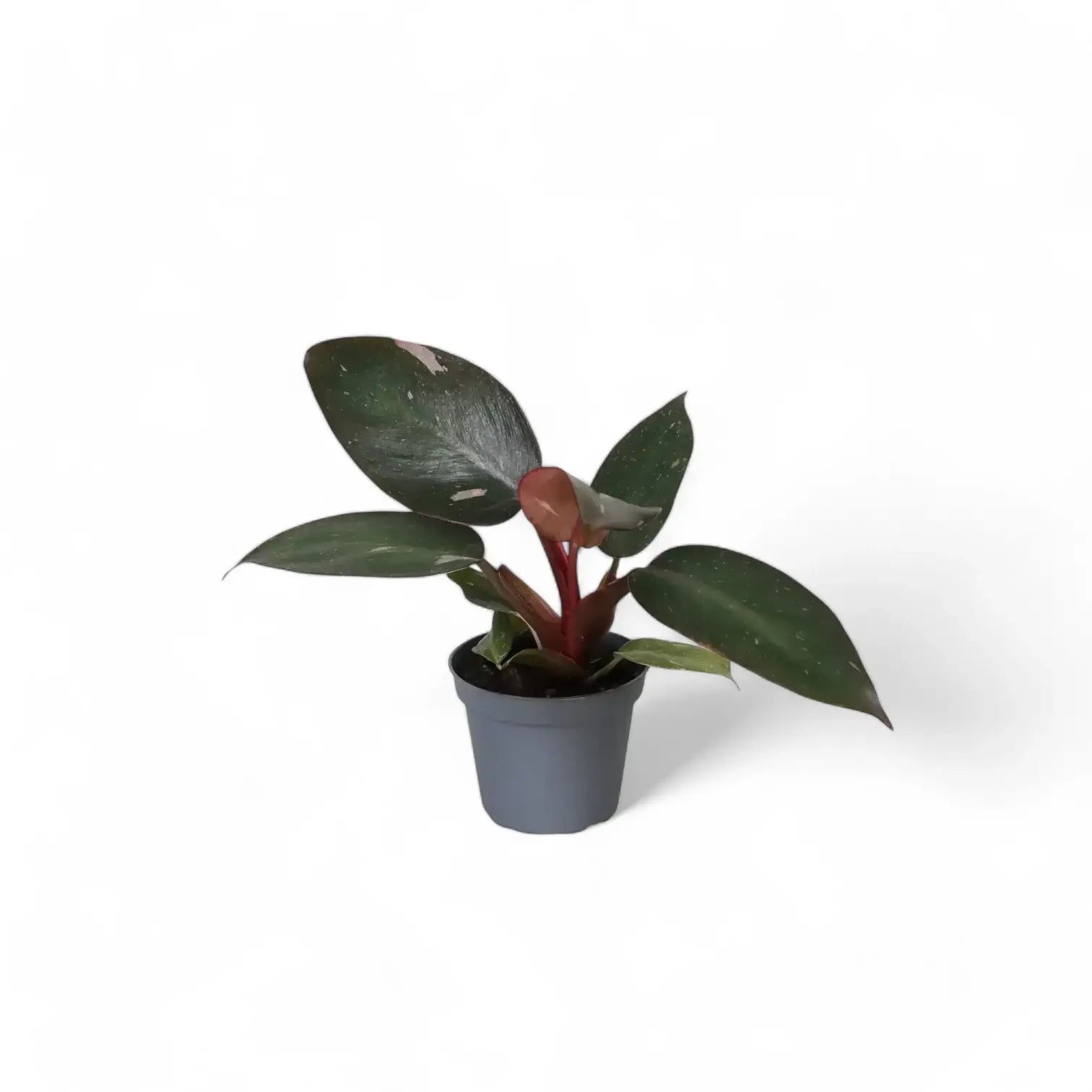 Philodendron 'Pink princess' potted plant in nursery pot on white background.