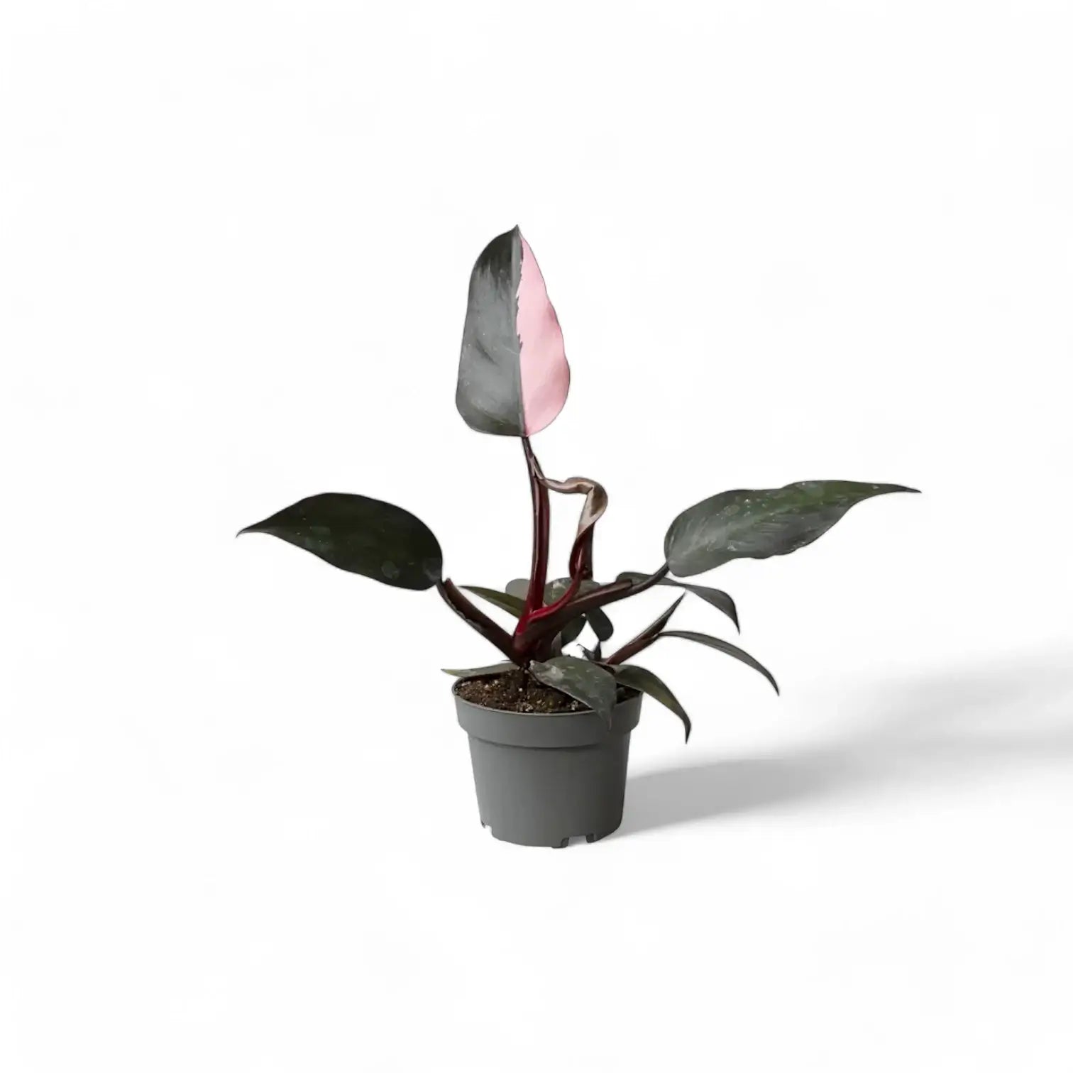 Philodendron 'Pink princess' potted plant in nursery pot on white background.