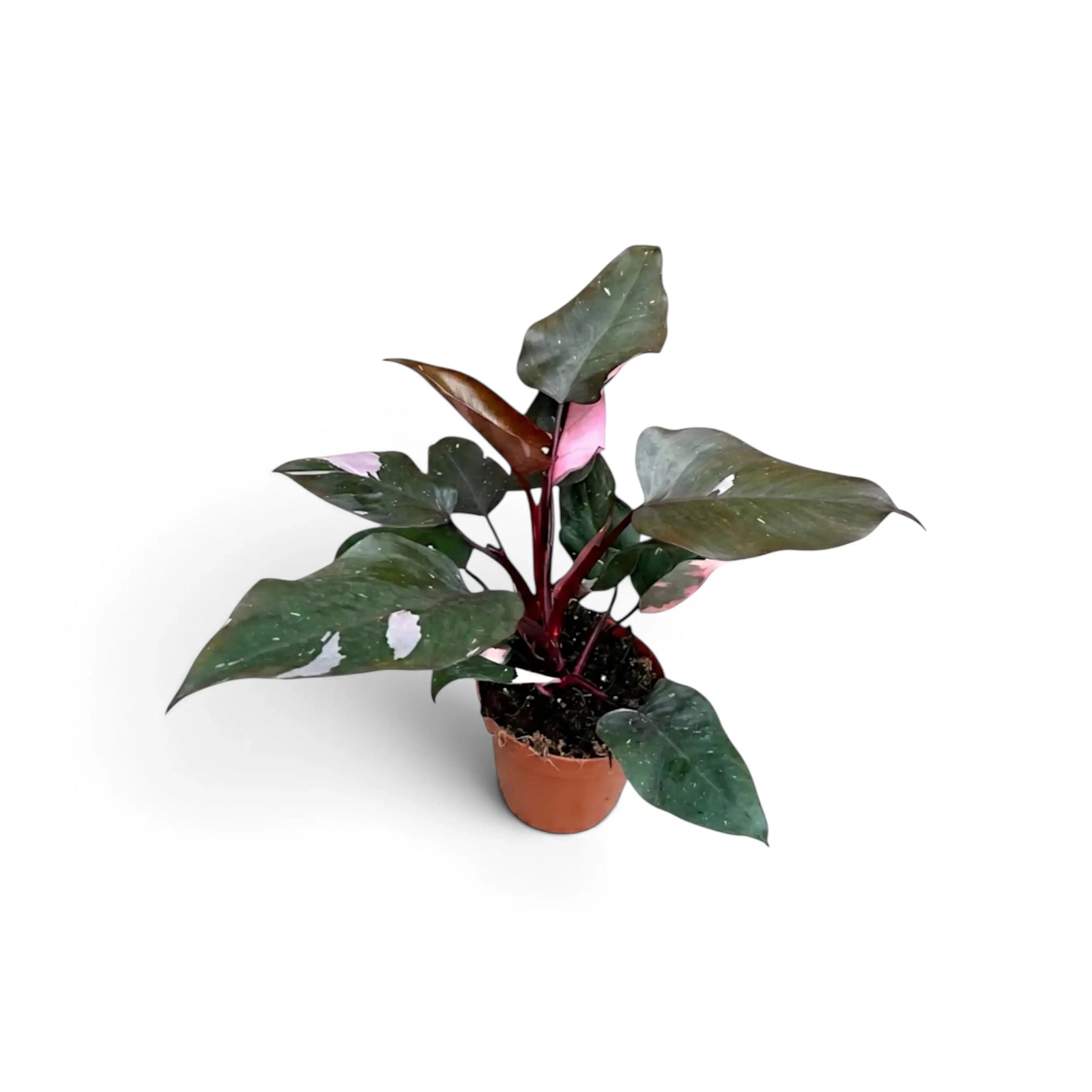Full medium Philodendron 'Pink Princess' with pink-variegated burgundy leaves