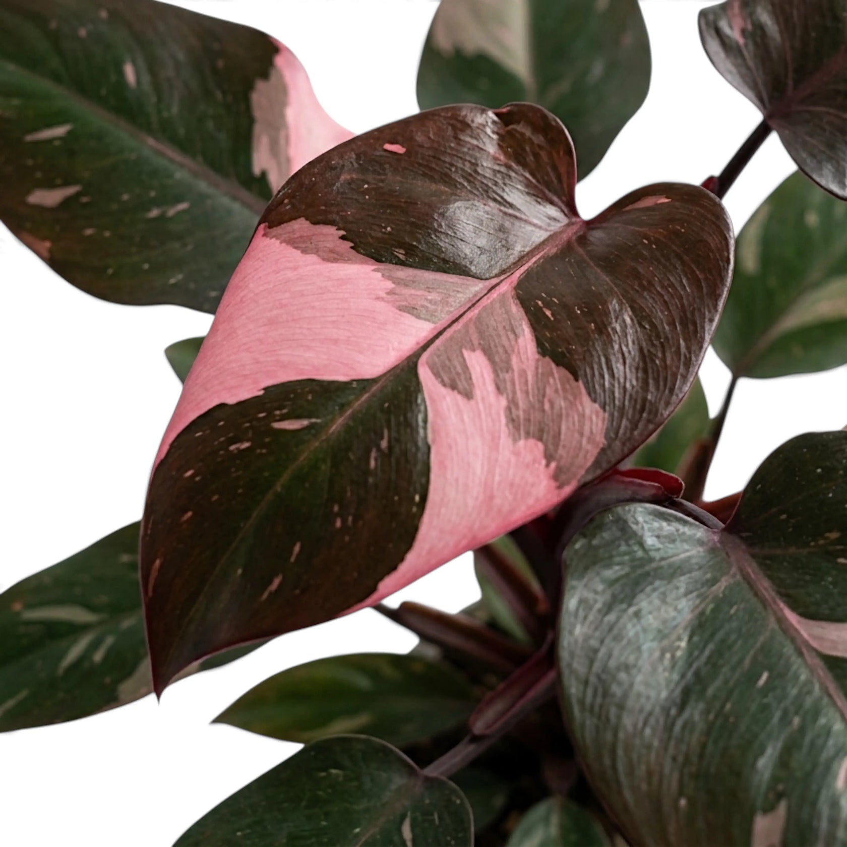 Close-up of a dark Philodendron 'Pink Princess' leaf with a broad pink sector