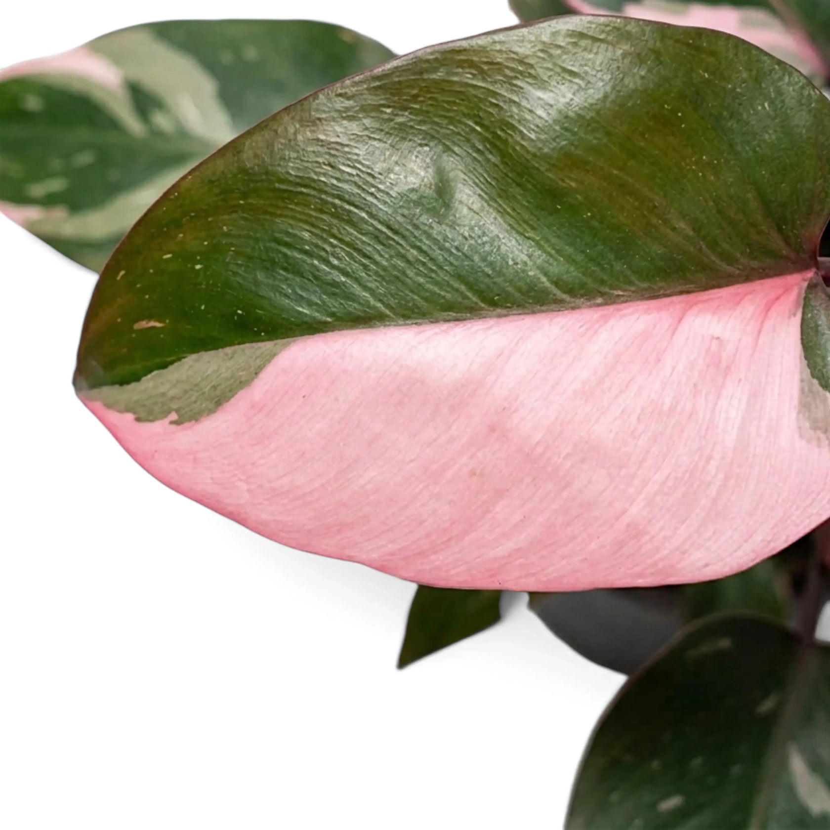 Close-up of a Philodendron 'Pink Princess' leaf divided between green and pink