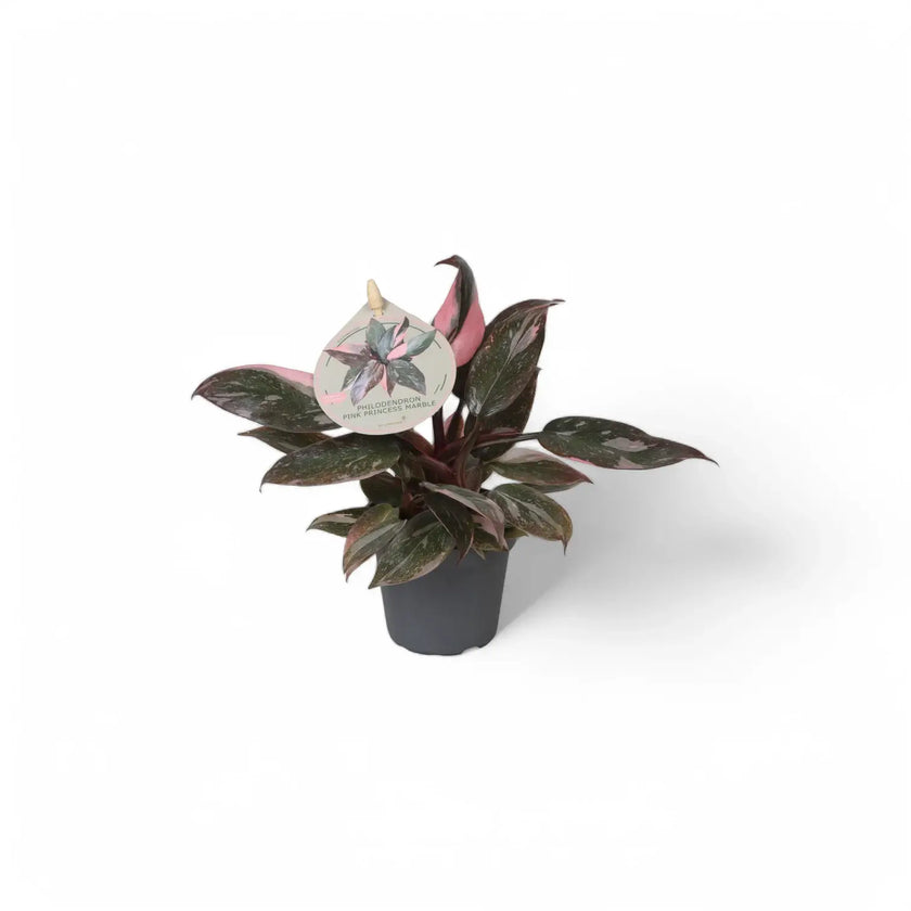 Philodendron 'Pink princess Marble' potted plant in nursery pot on white background.