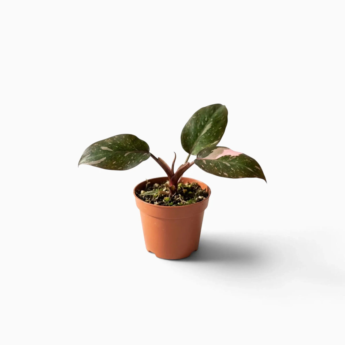 Philodendron ‘Pink Princess Marble’ baby plant with dark green leaves marbled pink