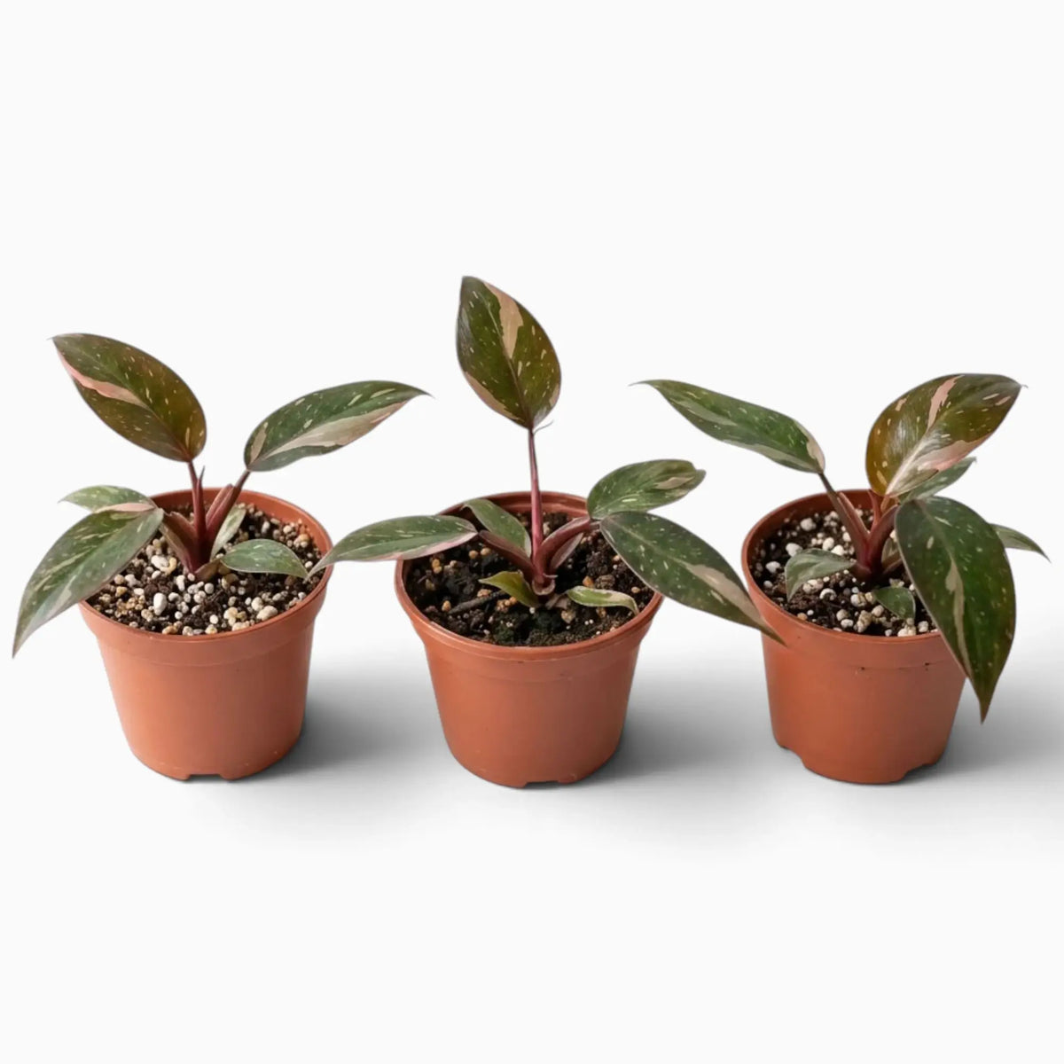 Philodendron ‘Pink Princess Marble’ baby plant with dark green leaves marbled pink