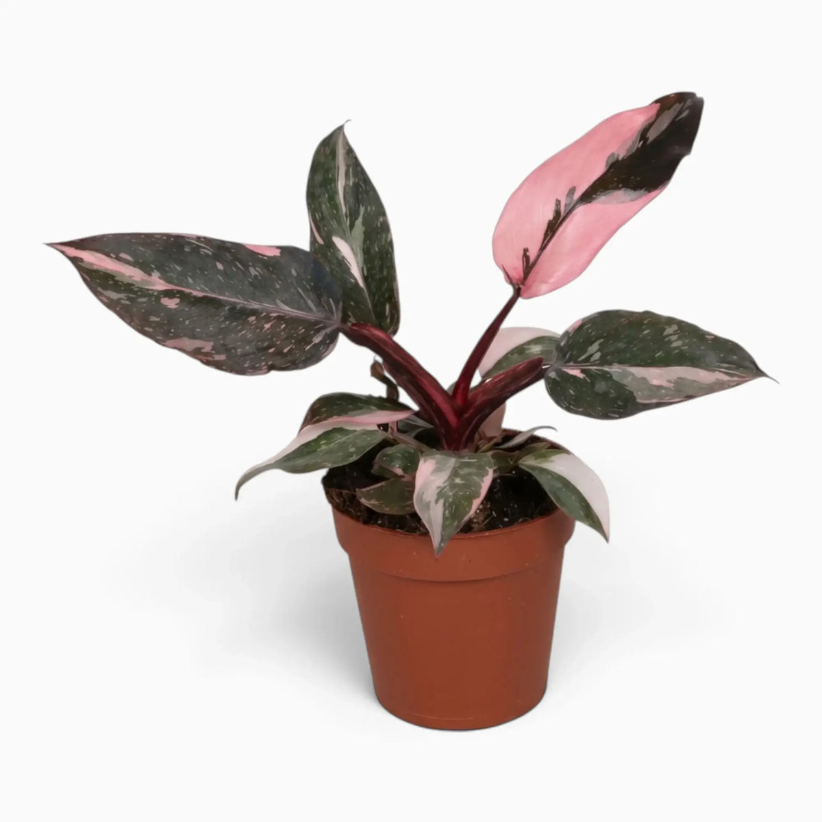 Philodendron ‘Pink Princess Marble’ medium plant with dark green leaves marbled pink