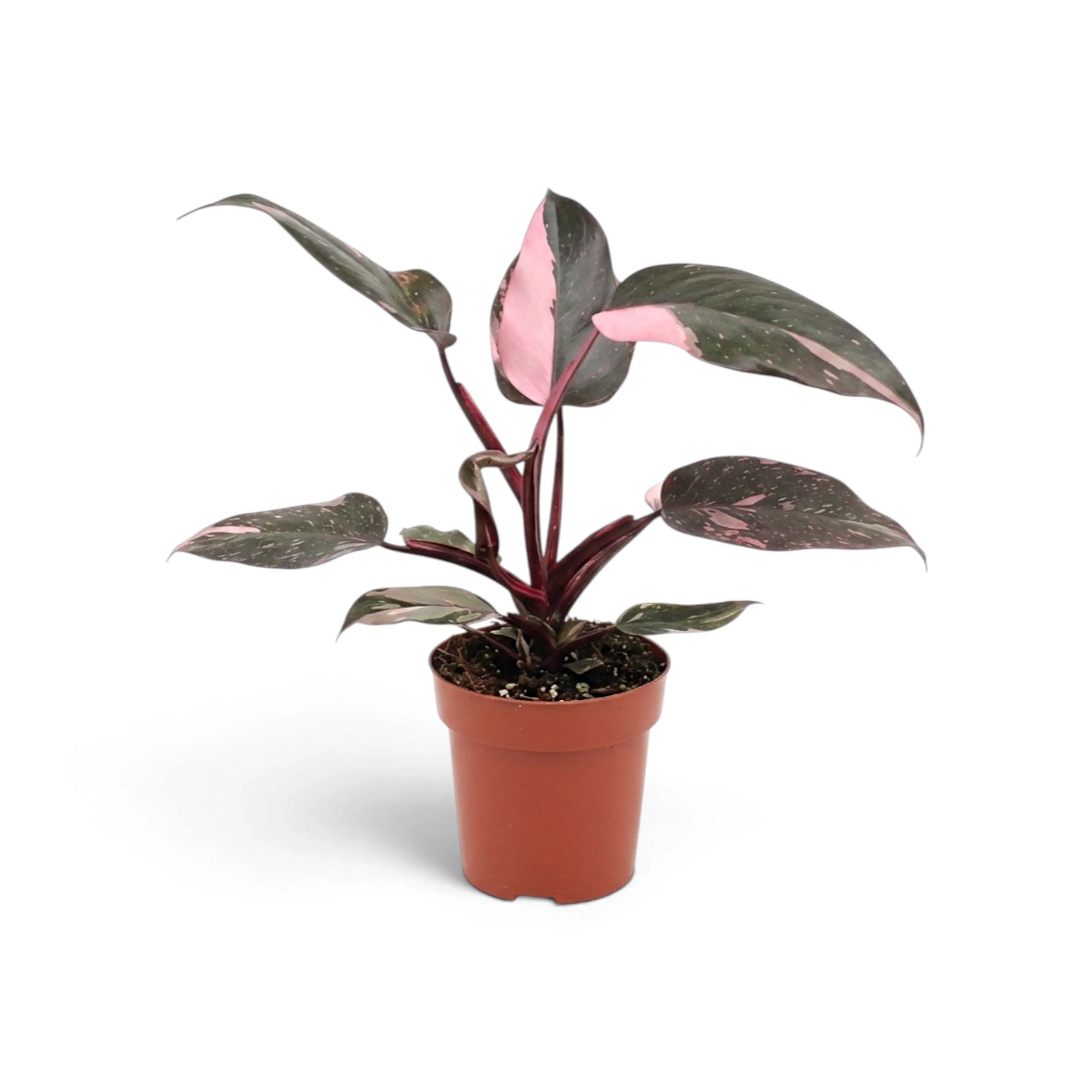 Upright Philodendron 'Pink Princess' with broad pink sectors on dark leaves