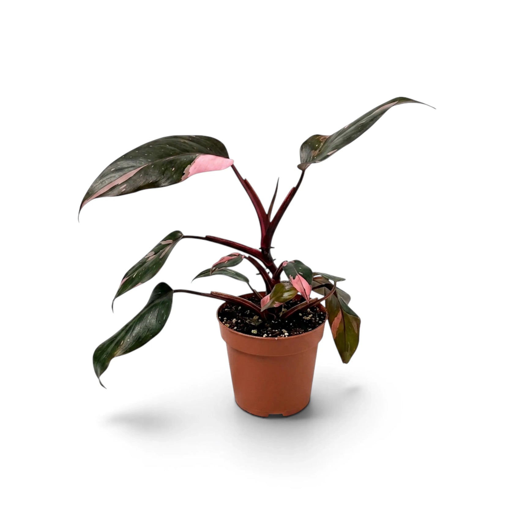 Side view of Philodendron 'Pink Princess' with pink-speckled dark foliage