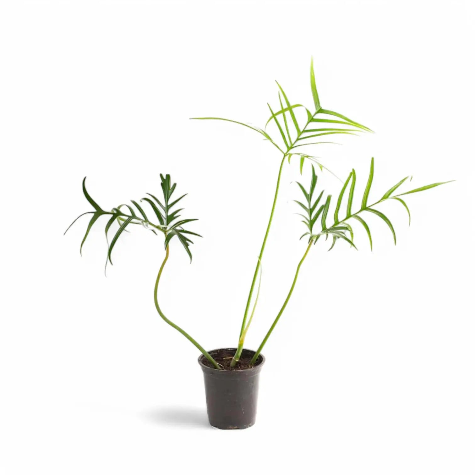 Philodendron polypodioides – Topfpflanze im Kulturtopf vor weißem Hintergrund, Produktfoto 10.