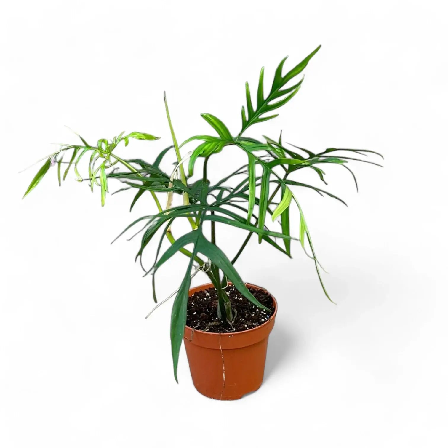 Philodendron polypodioides – Topfpflanze im Kulturtopf vor weißem Hintergrund, Produktfoto 4.