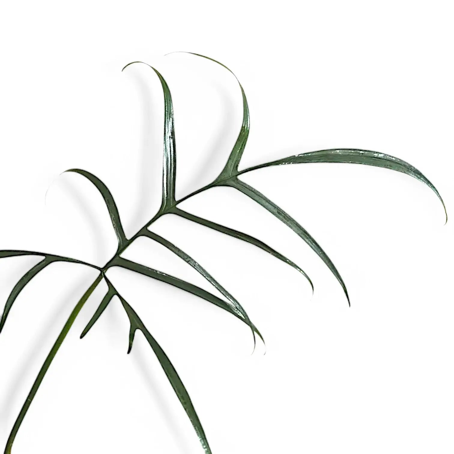 Philodendron polypodioides – Topfpflanze im Kulturtopf vor weißem Hintergrund, Produktfoto 9.