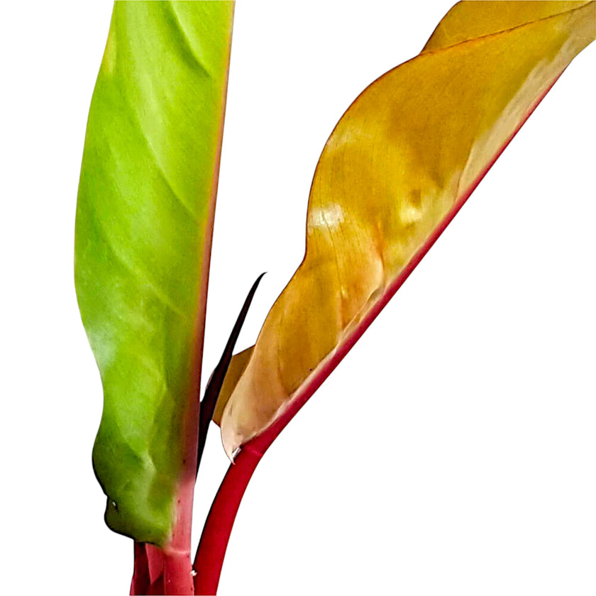 Philodendron 'Prince of Orange' leaf detail on white background.