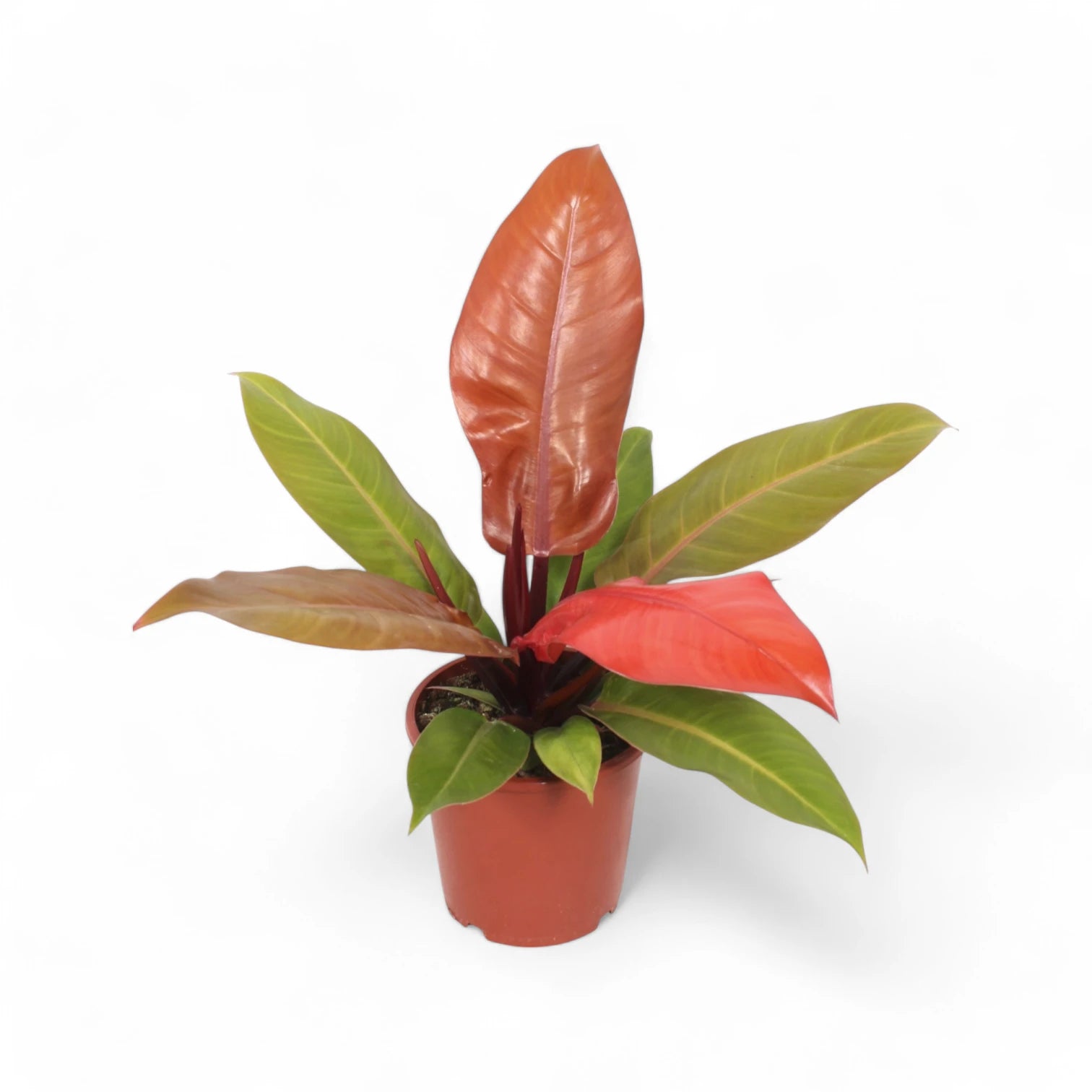 Philodendron 'Prince of Orange' potted plant in nursery pot on white background.