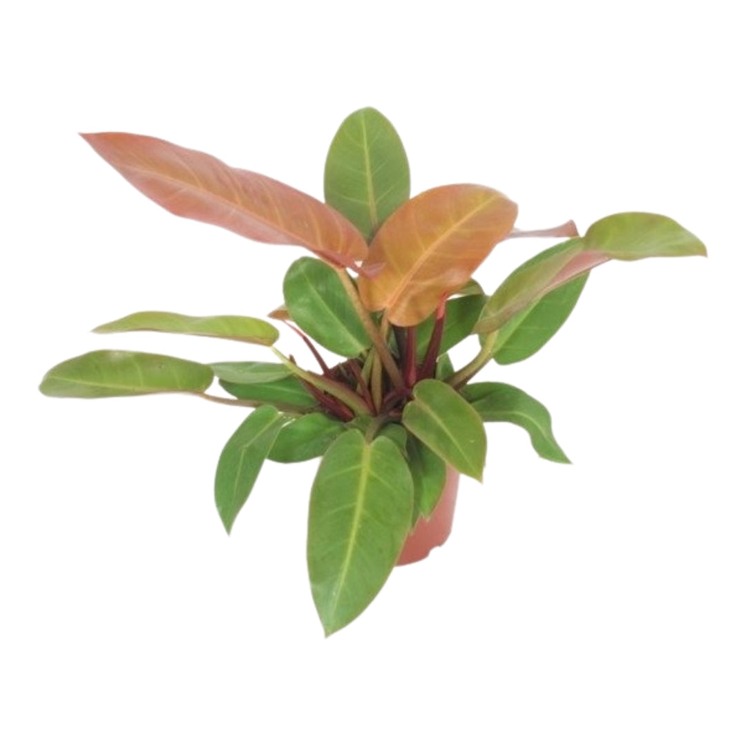 Philodendron 'Prince of Orange' potted plant in nursery pot on white background.