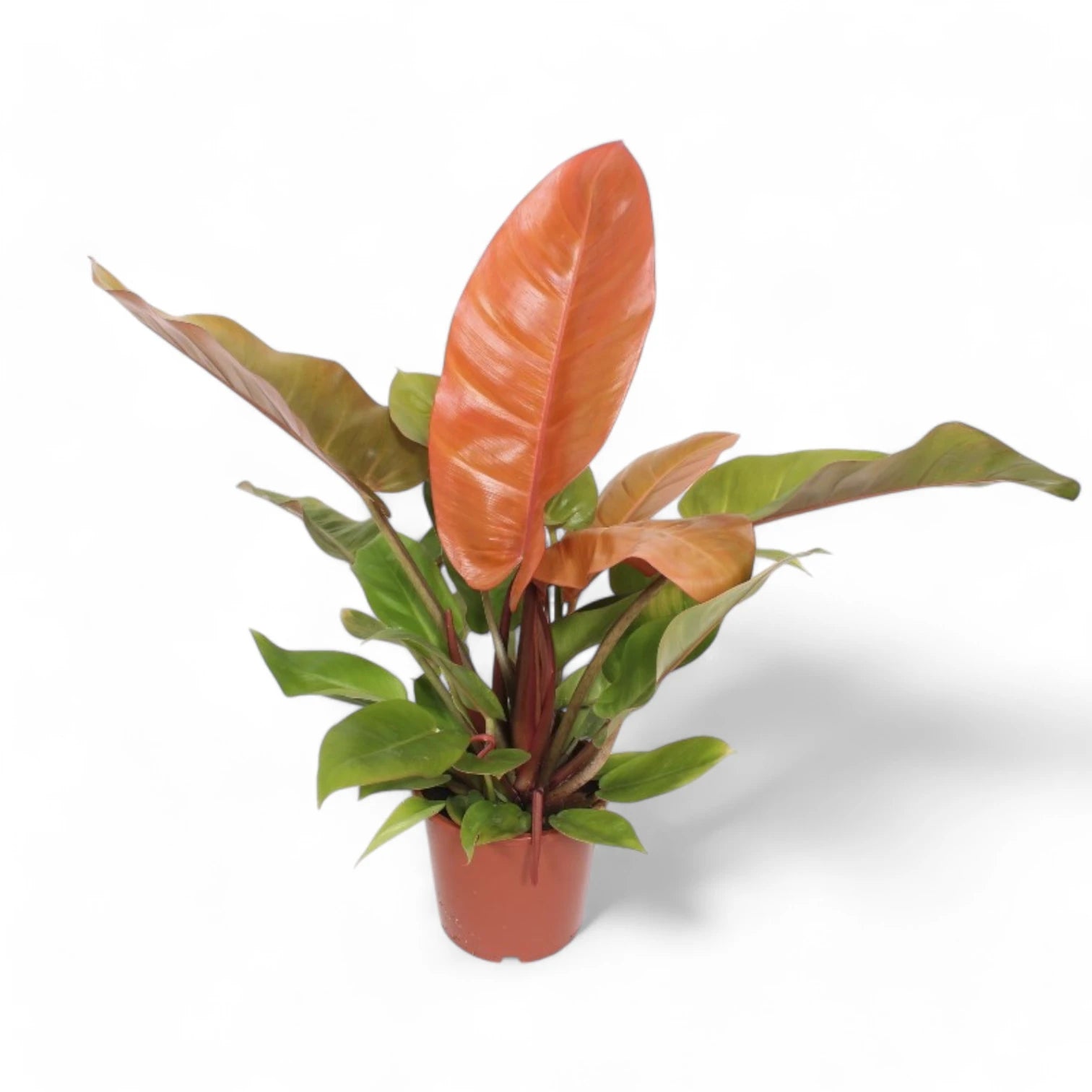 Philodendron 'Prince of Orange' potted plant in nursery pot on white background.