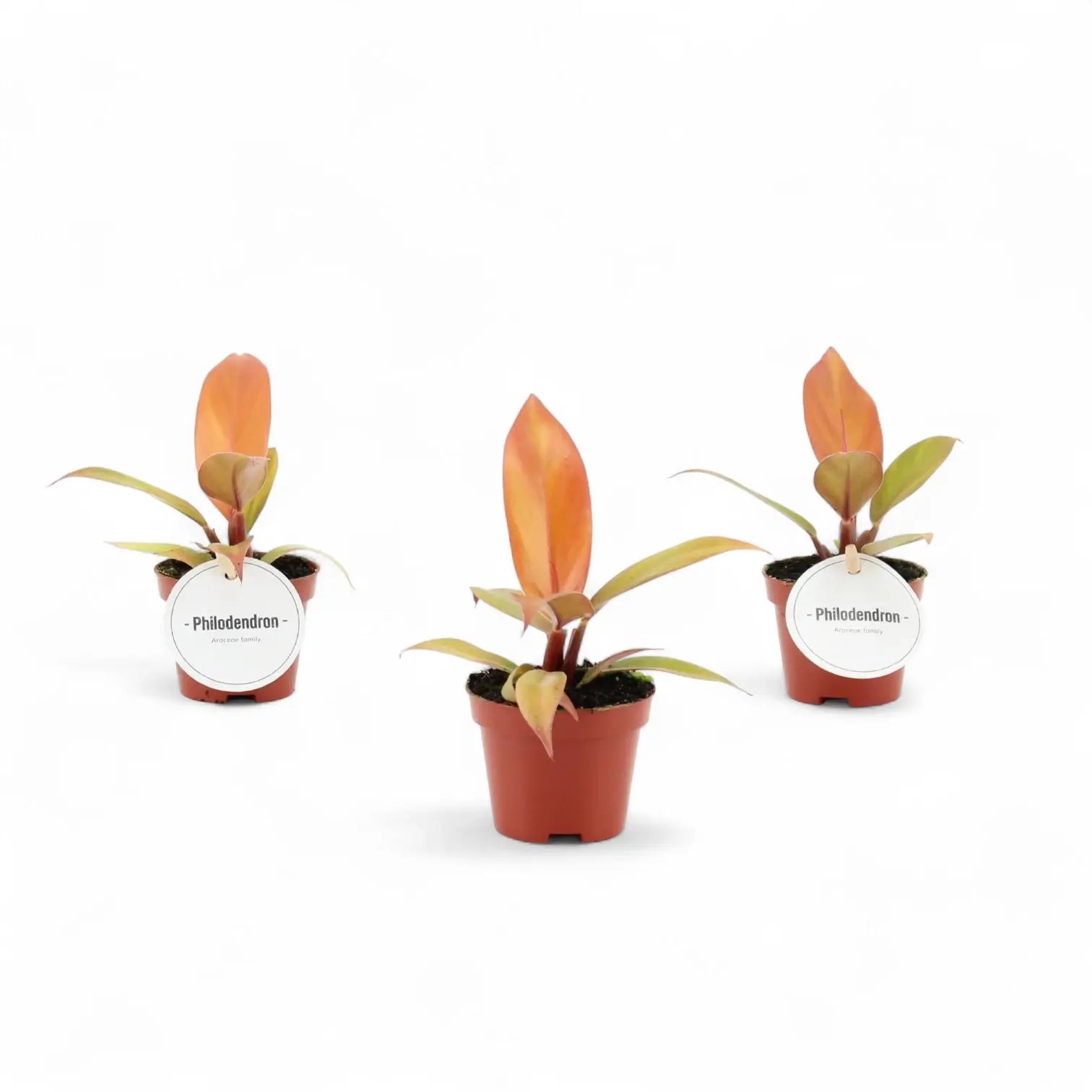 Philodendron 'Prince of Orange' potted plant in nursery pot on white background.