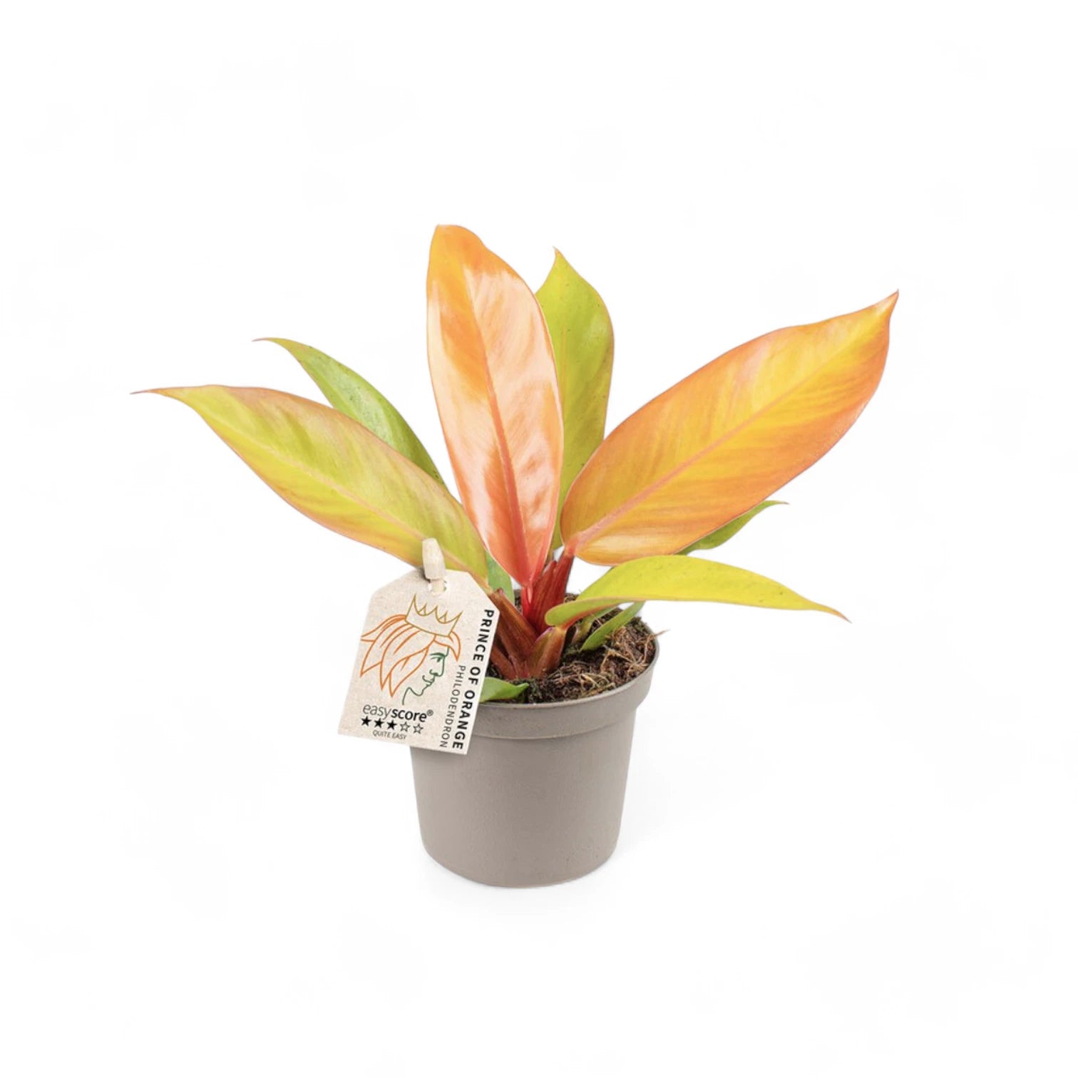 Philodendron 'Prince of Orange' potted plant in nursery pot on white background.
