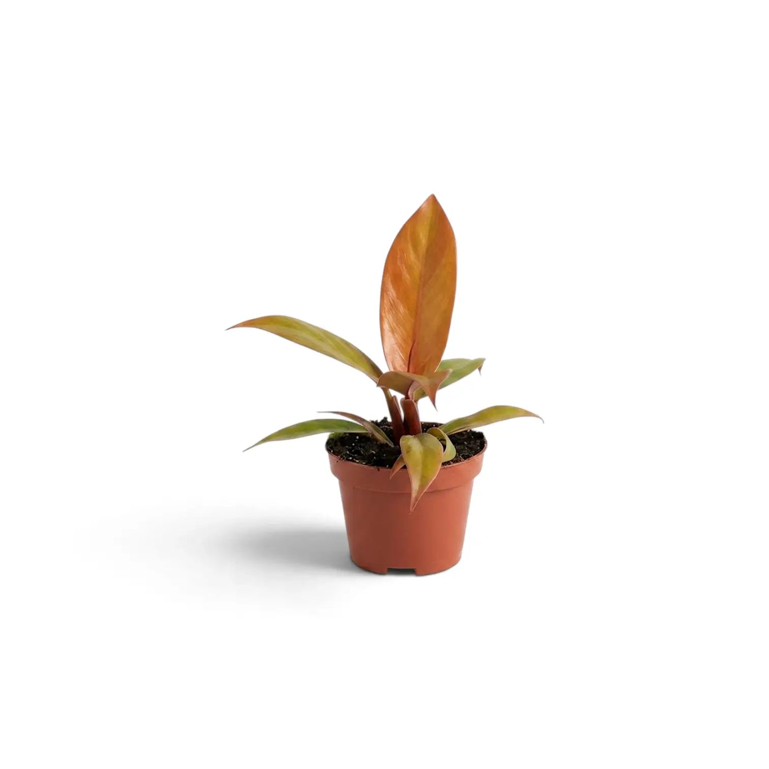 Junger Philodendron ‘Prince of Orange’ von der Seite mit einem bronzeorangefarbenen neuen Blatt