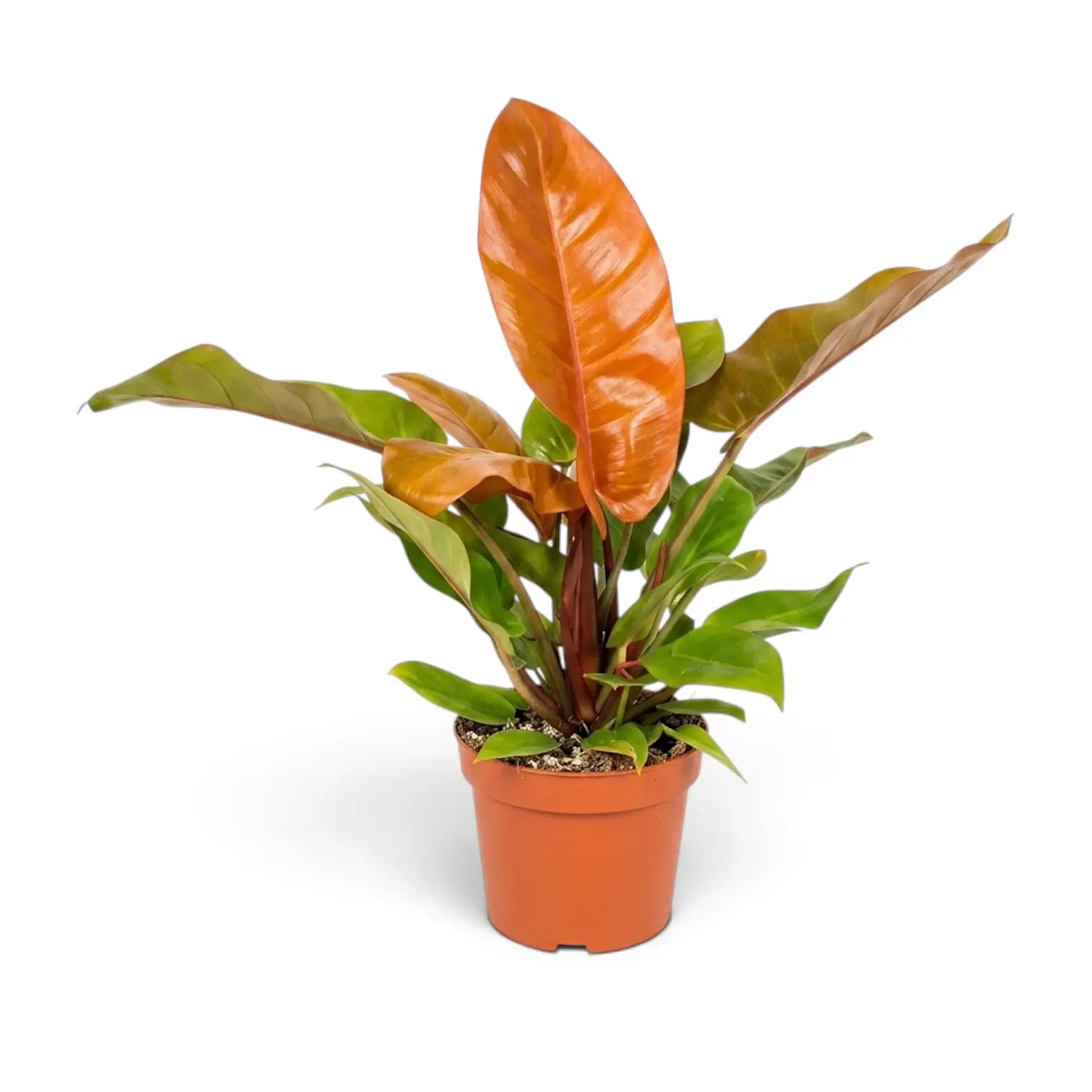 Großer Philodendron ‘Prince of Orange’ mit einem hoch aufragenden orangefarbenen neuen Blatt über den grünen Blättern
