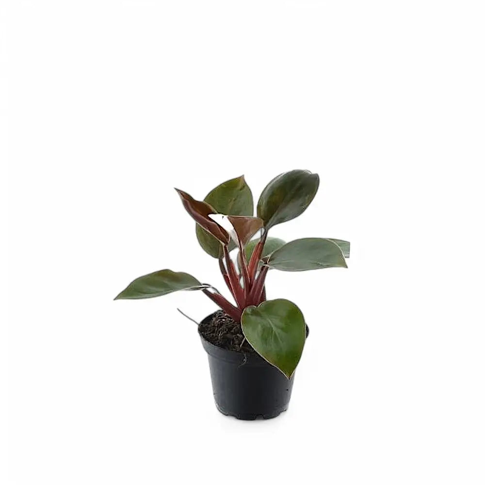 Philodendron 'Purple Congo' potted plant in nursery pot on white background.