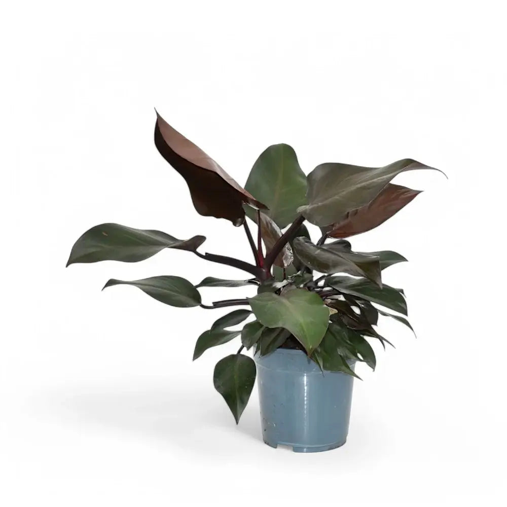 Philodendron 'Purple Congo' potted plant in nursery pot on white background.