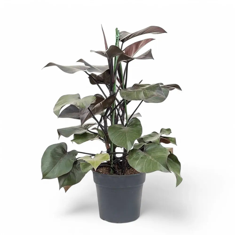 Philodendron 'Purple Congo' potted plant in nursery pot on white background.