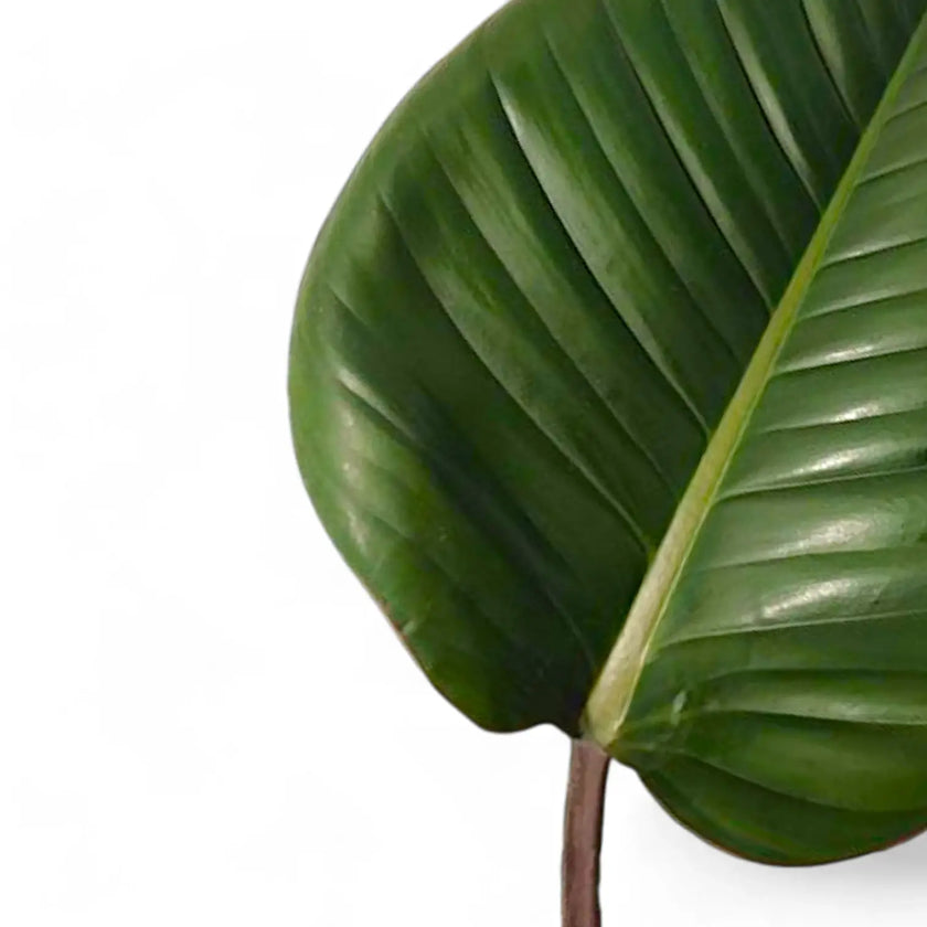 Philodendron 'Red beauty' leaf detail on white background.