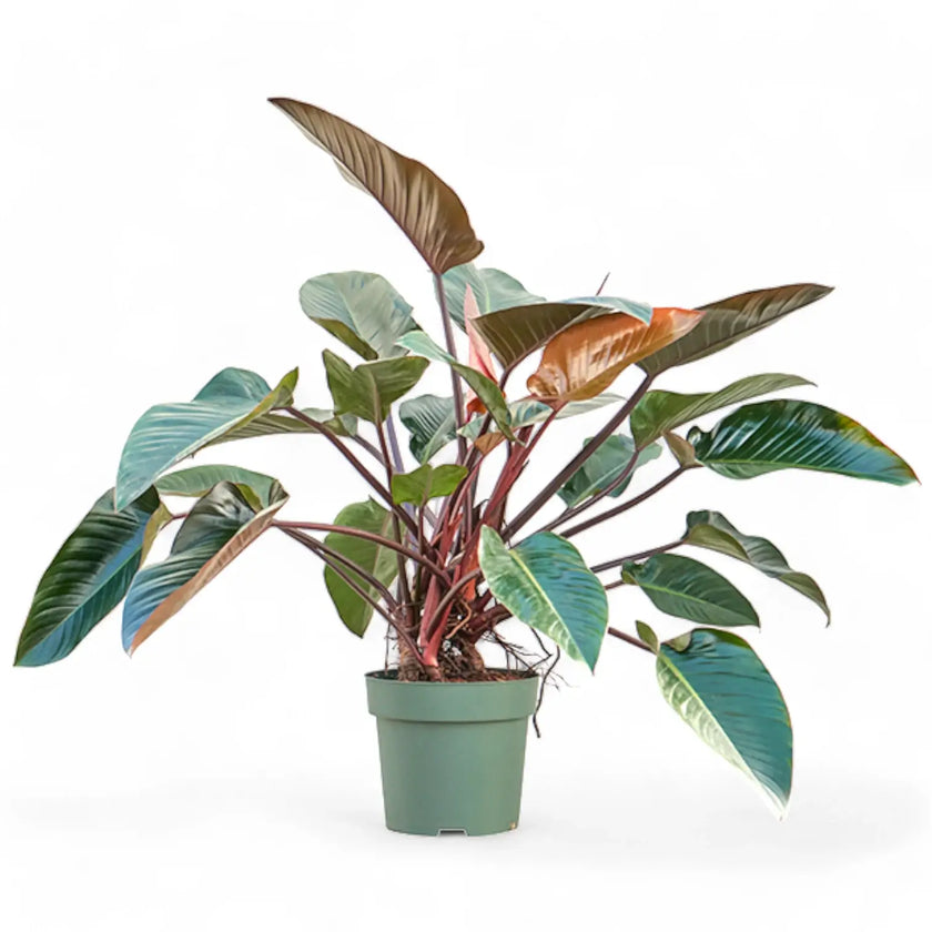 Philodendron 'Red beauty' potted plant in nursery pot on white background.