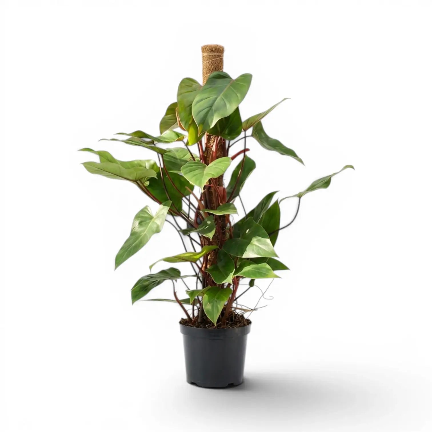 Philodendron 'Red Emerald' plant in a nursery pot.