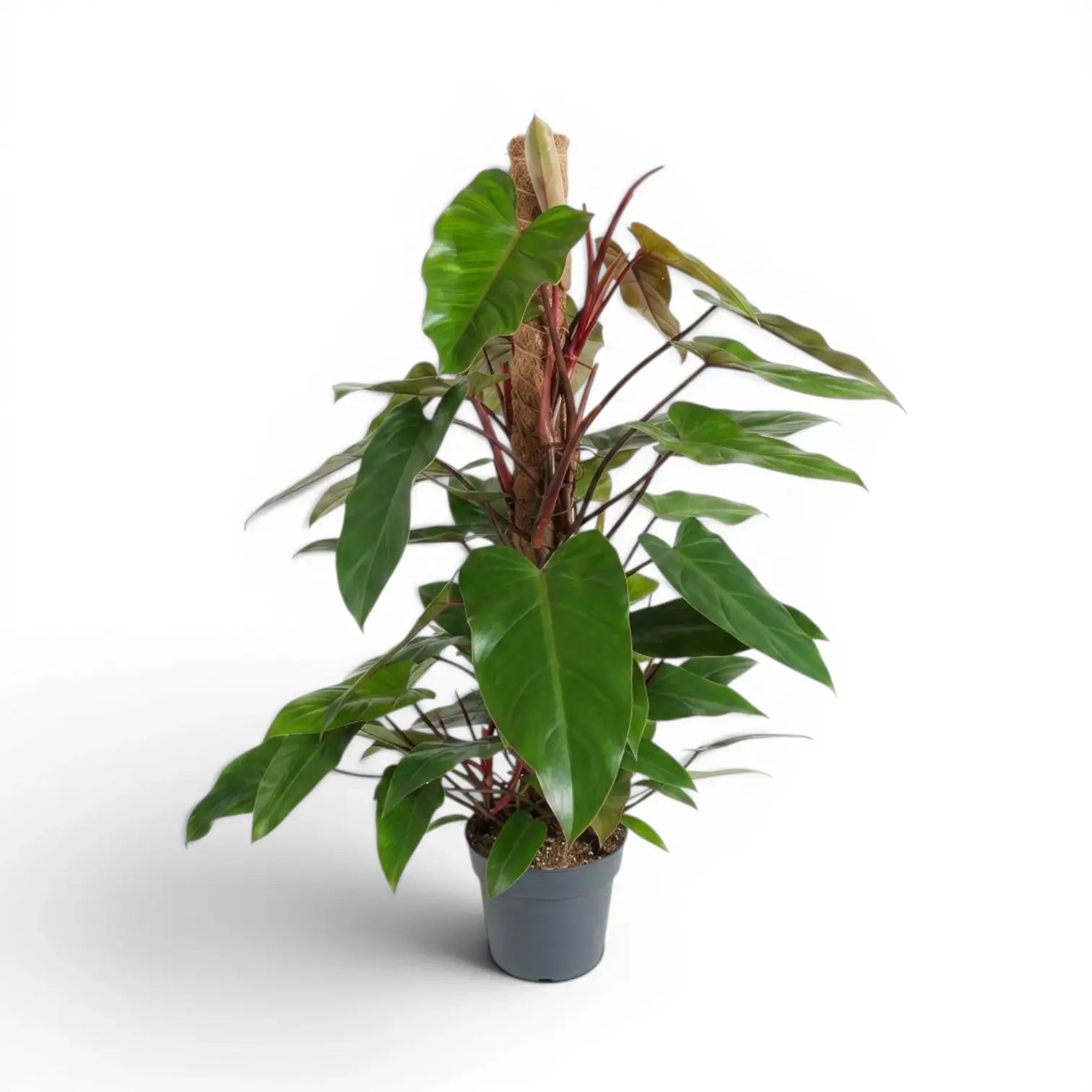 Philodendron 'Red Emerald' plant in a nursery pot.
