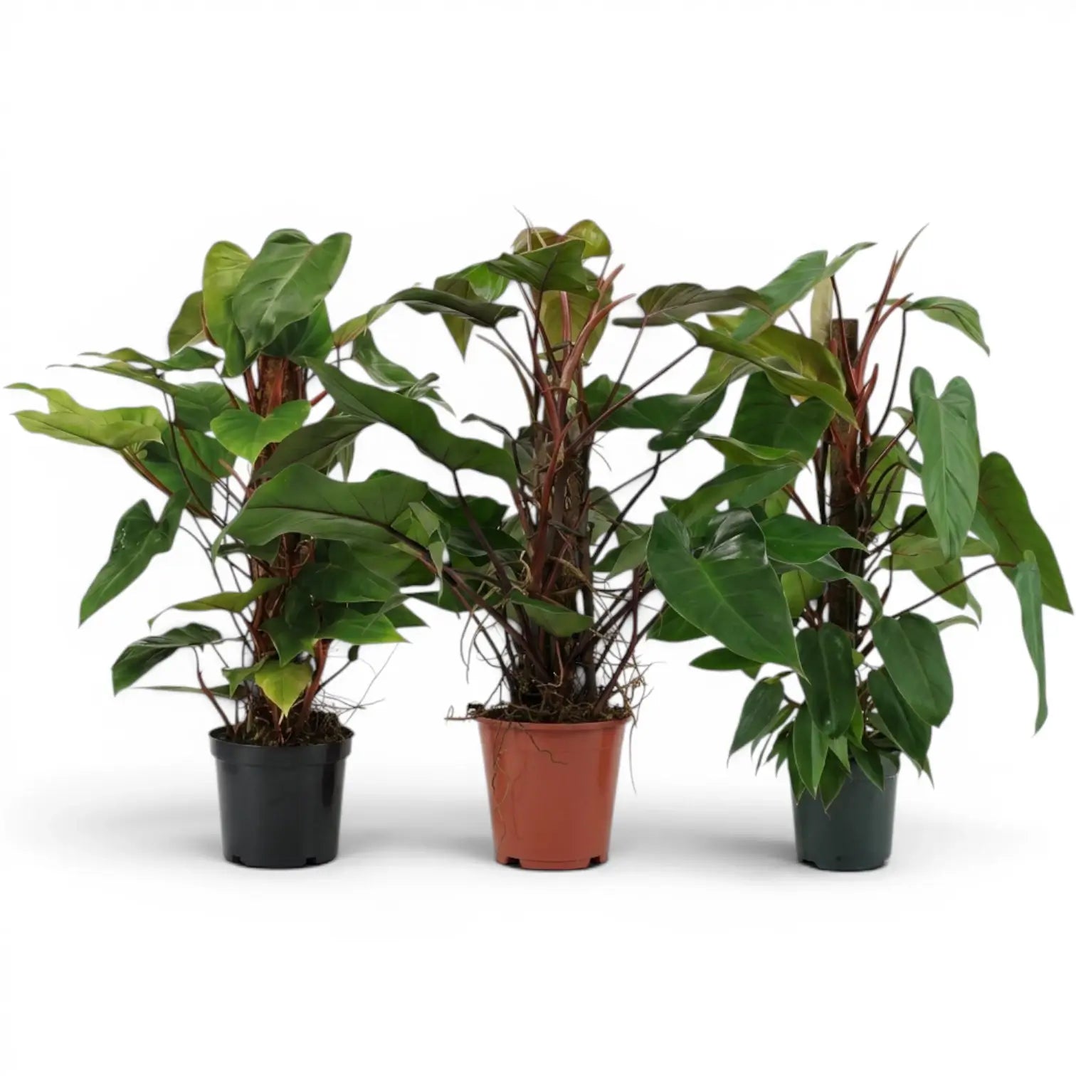 Philodendron 'Red Emerald' plant in a nursery pot.
