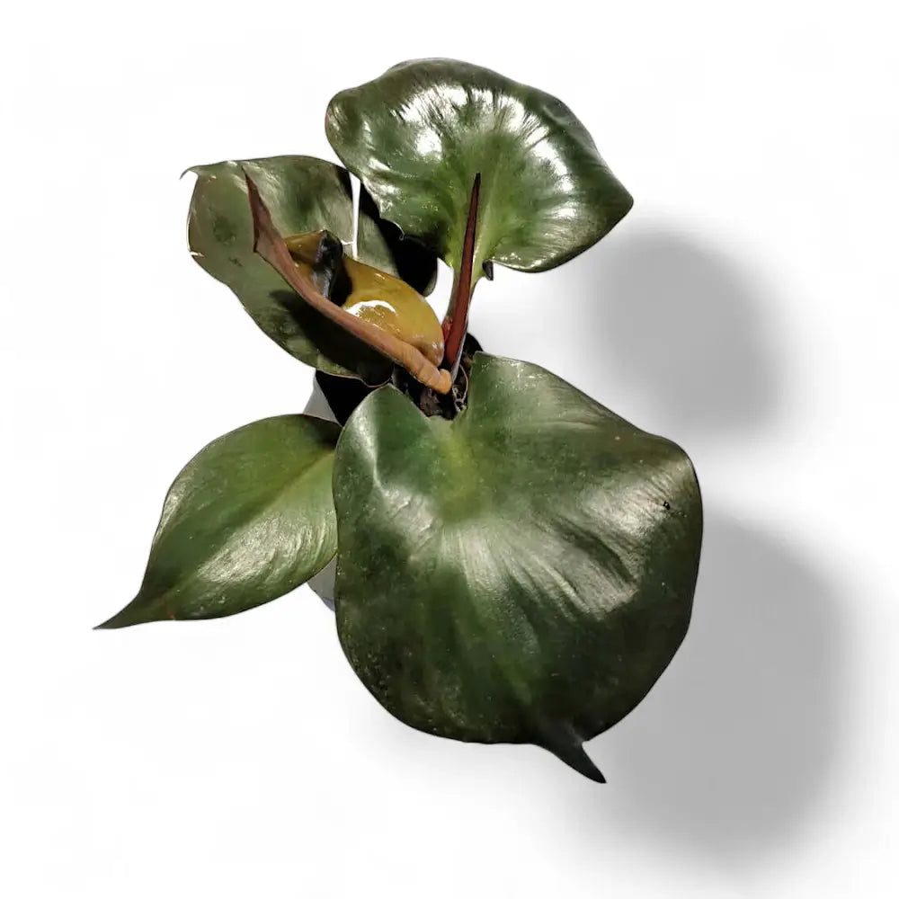 Philodendron 'Red Heart' leaf detail on white background.