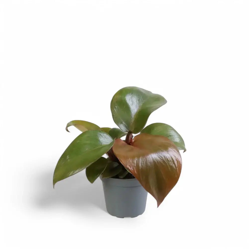 Philodendron 'Red Heart' potted plant in nursery pot on white background.