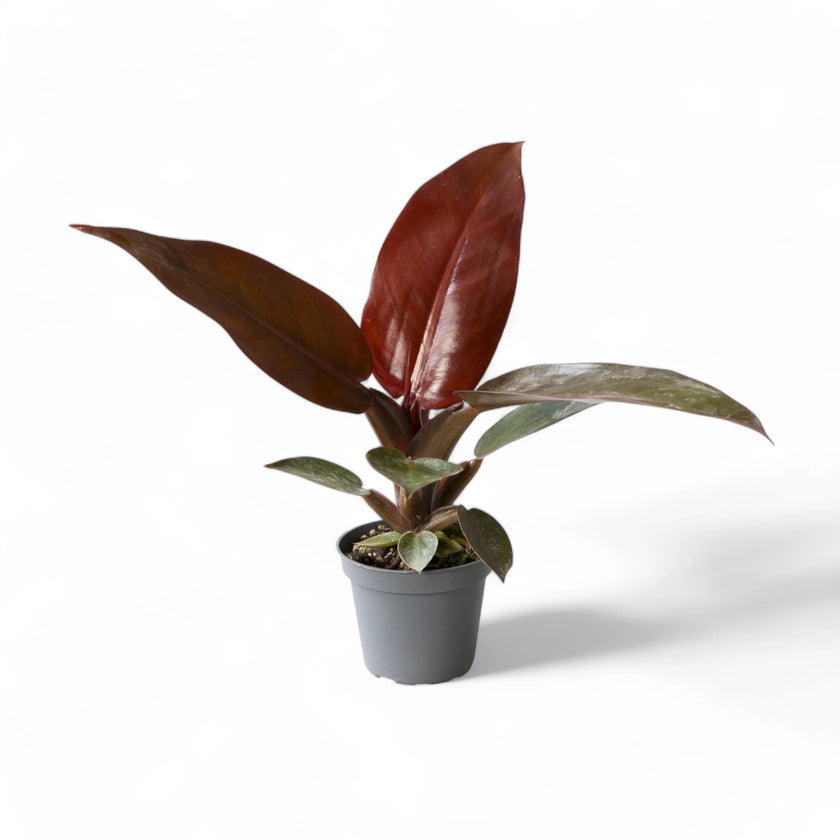 Philodendron 'Red Sun' potted plant in nursery pot on white background.