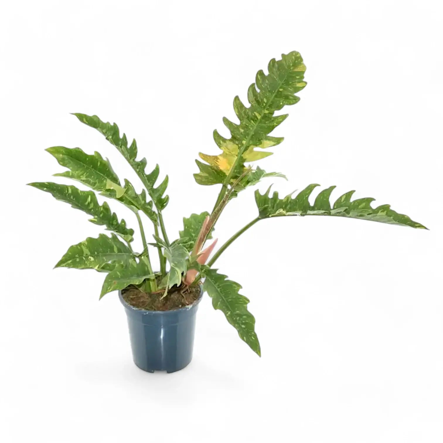 Philodendron 'Ring of fire' potted plant in nursery pot on white background.