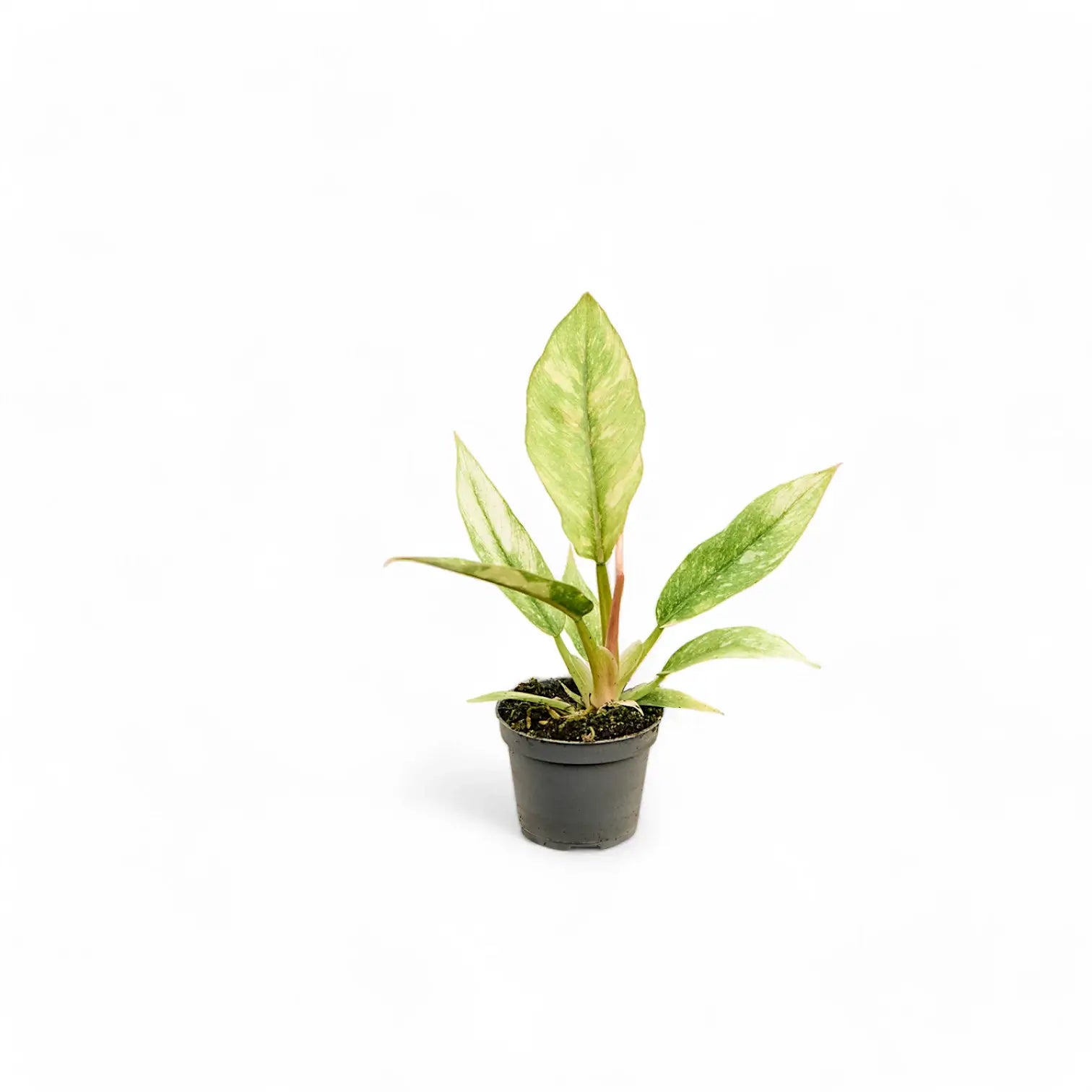 Philodendron 'Ring of fire' potted plant in nursery pot on white background.