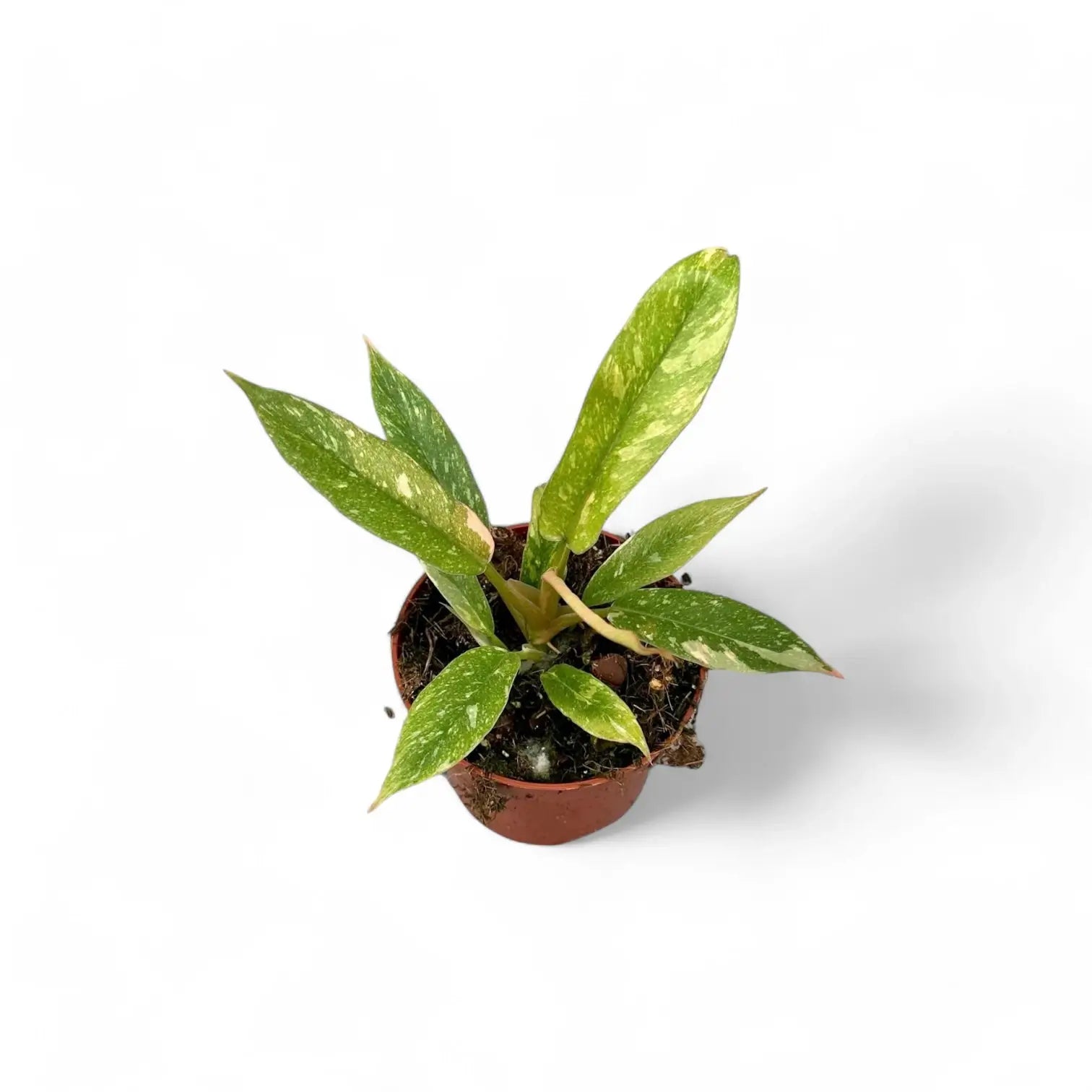 Philodendron 'Ring of fire' potted plant in nursery pot on white background.
