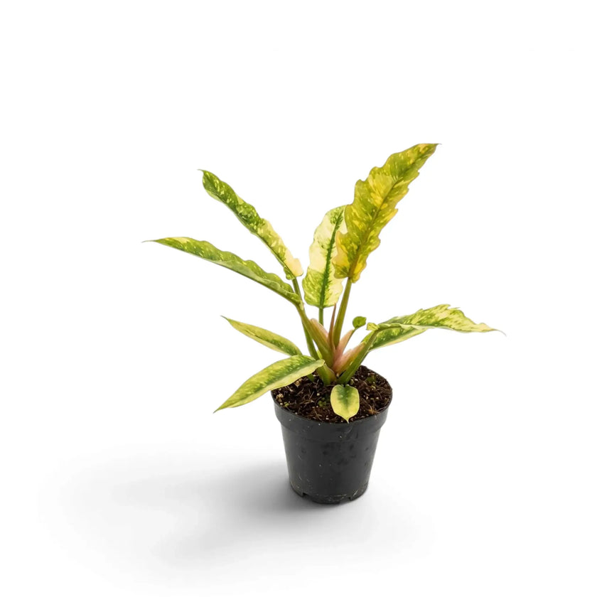 Philodendron ‘Ring of Fire’ with long jagged leaves variegated green, cream and yellow in a nursery pot.
