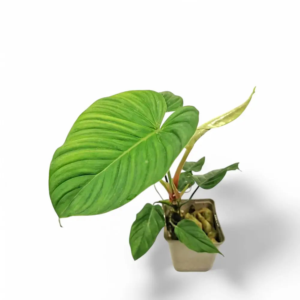 Philodendron roseocataphyllum potted plant in nursery pot on white background.