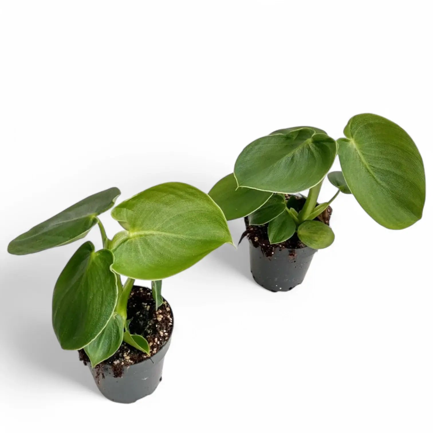 Philodendron rugosum potted plant in nursery pot on white background.