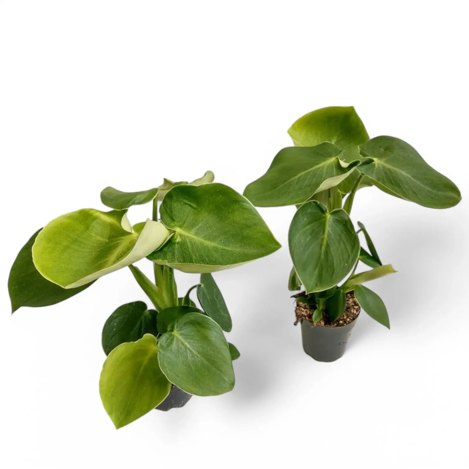 Philodendron rugosum potted plant in nursery pot on white background.