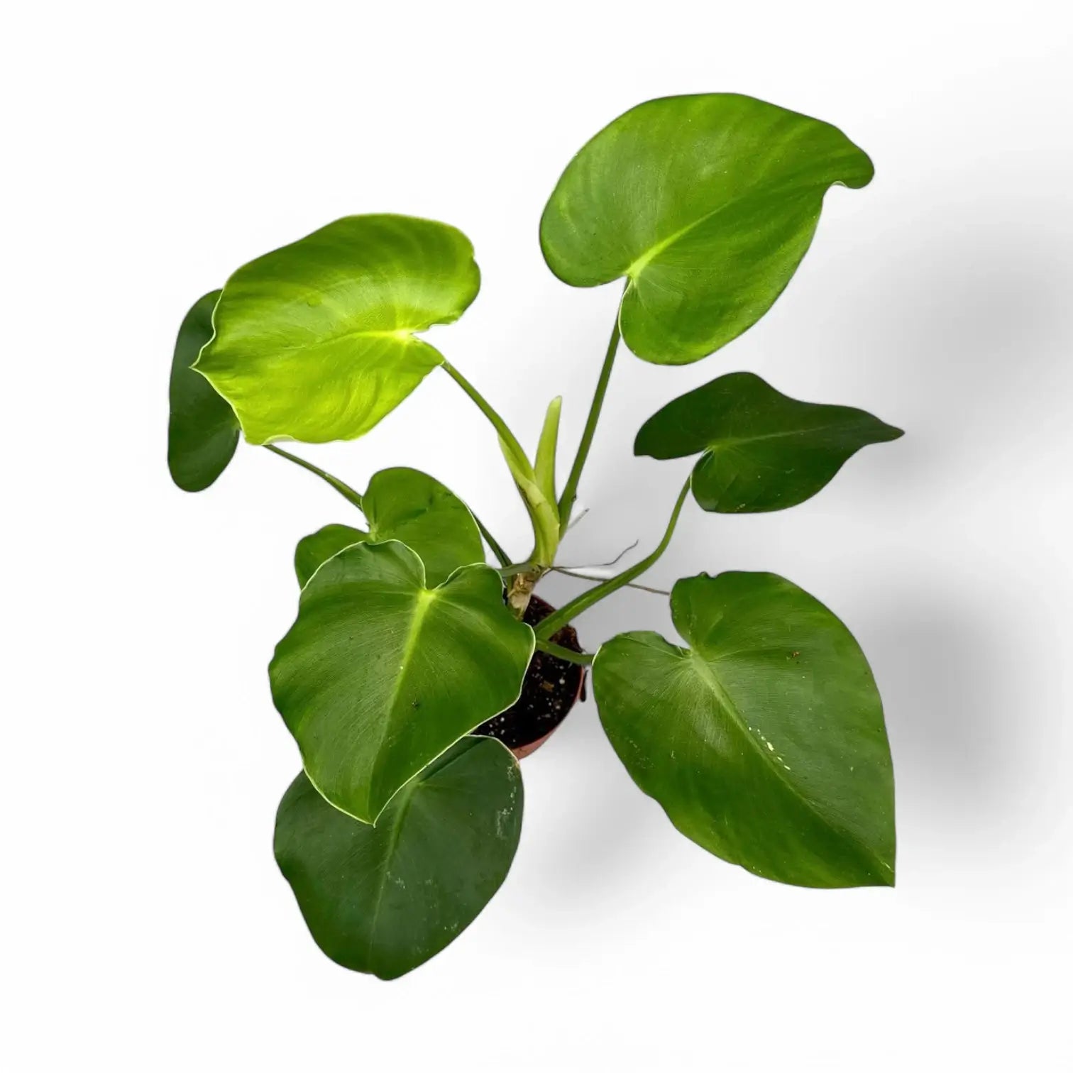 Philodendron rugosum potted plant in nursery pot on white background.