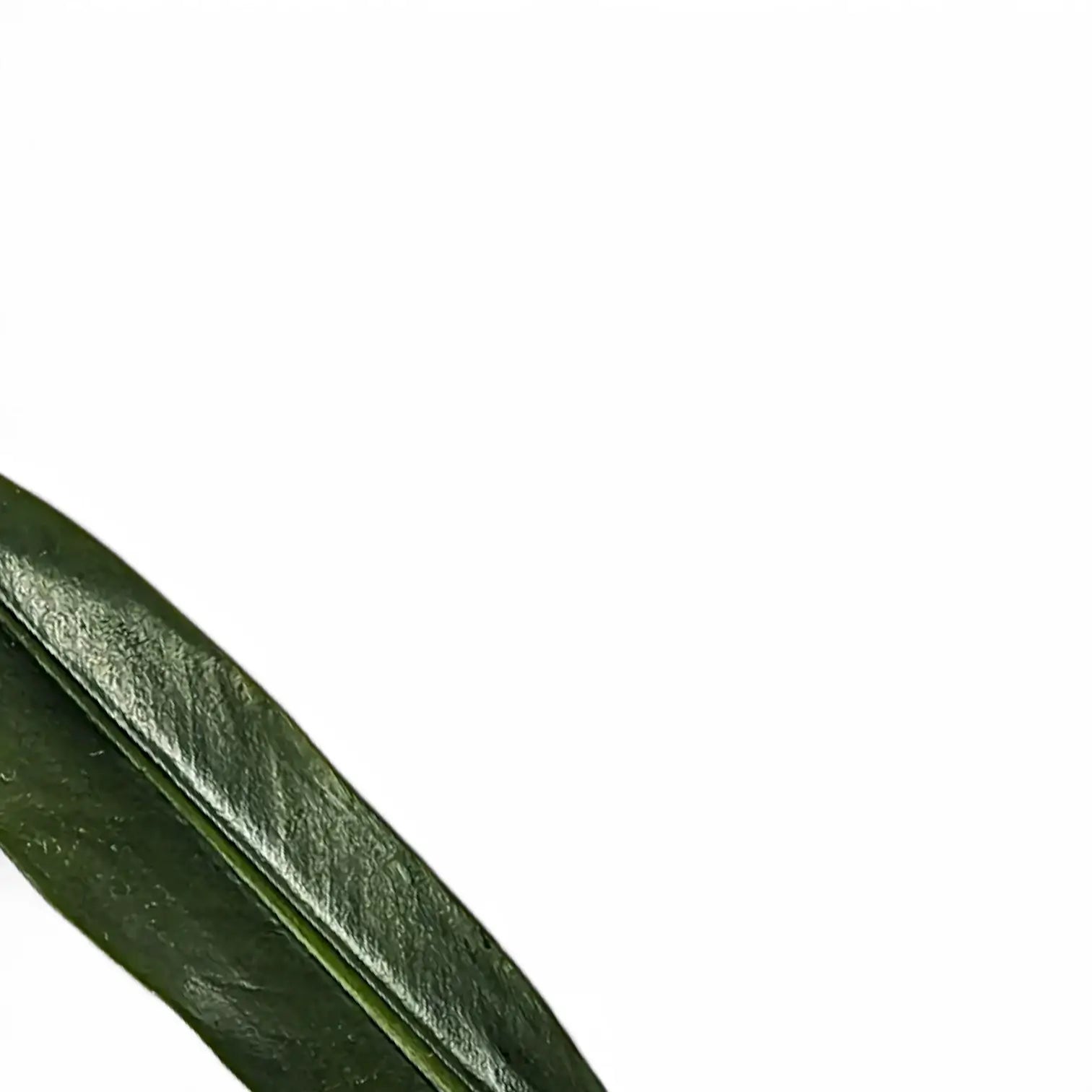 Philodendron ruizii leaf detail on white background.