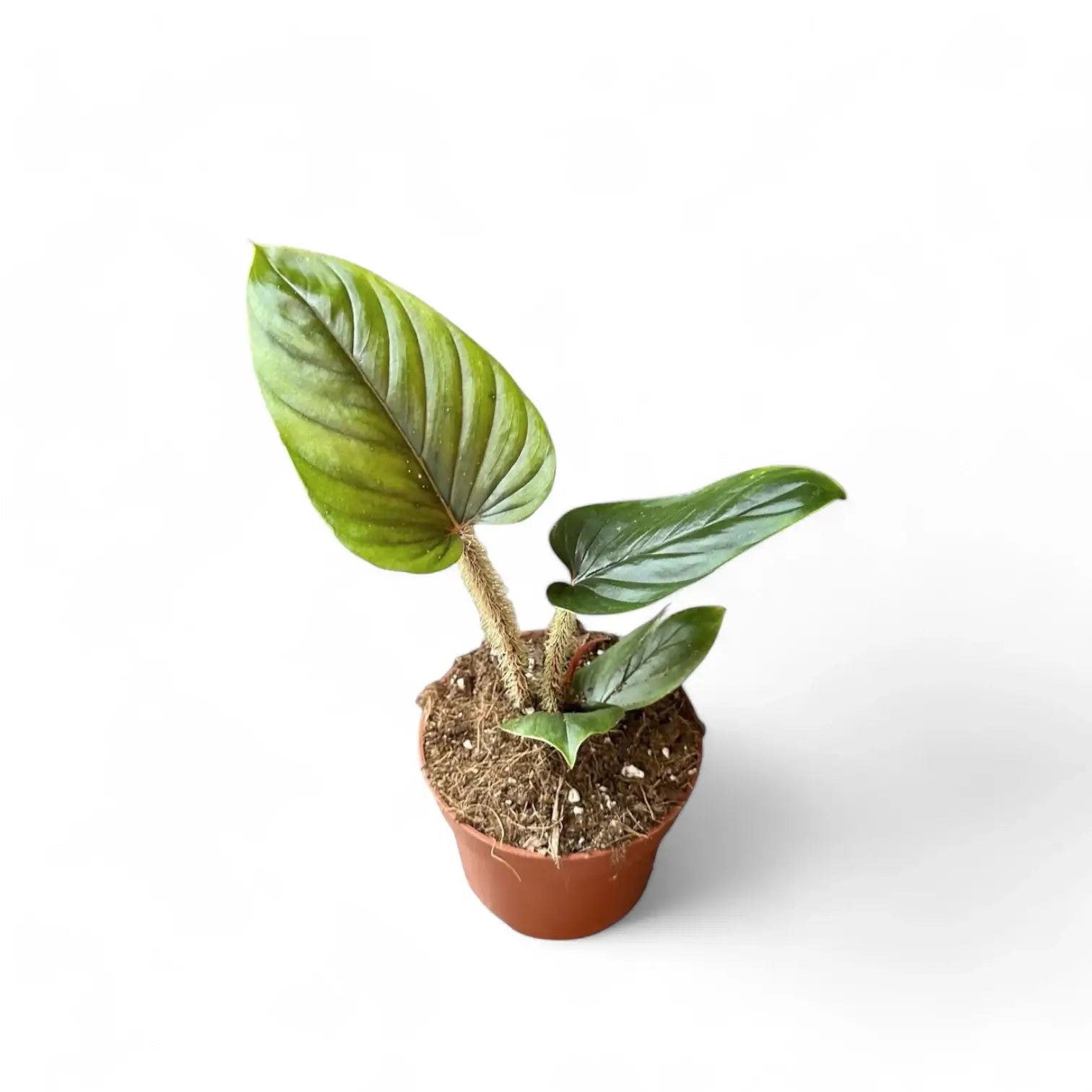 Philodendron serpens potted plant in nursery pot on white background.