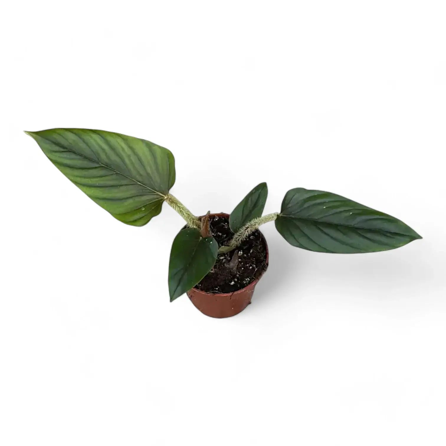 Philodendron serpens potted plant in nursery pot on white background.
